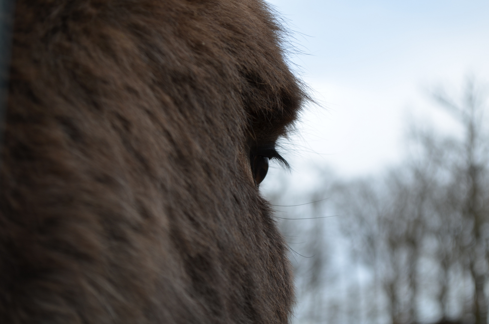 Blick des Esels