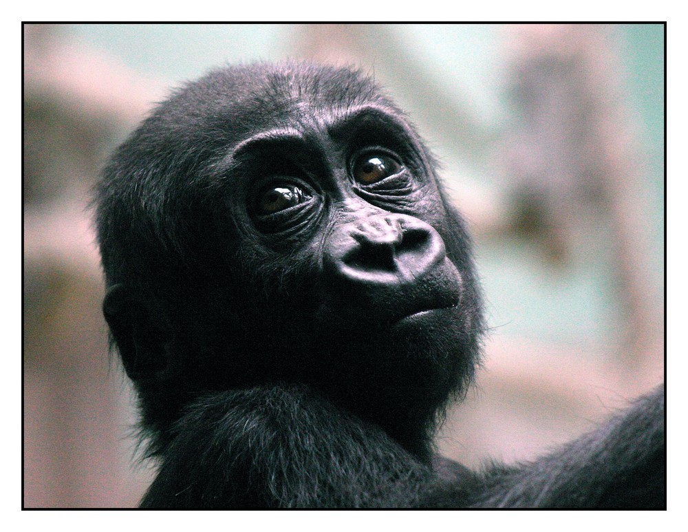 Blick des jungen Gorillas