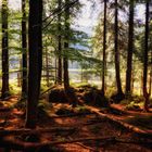 Blick durch Bäume auf den Arbersee