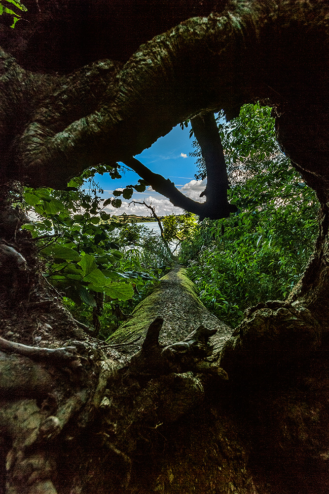 Blick durch das Baumfenster