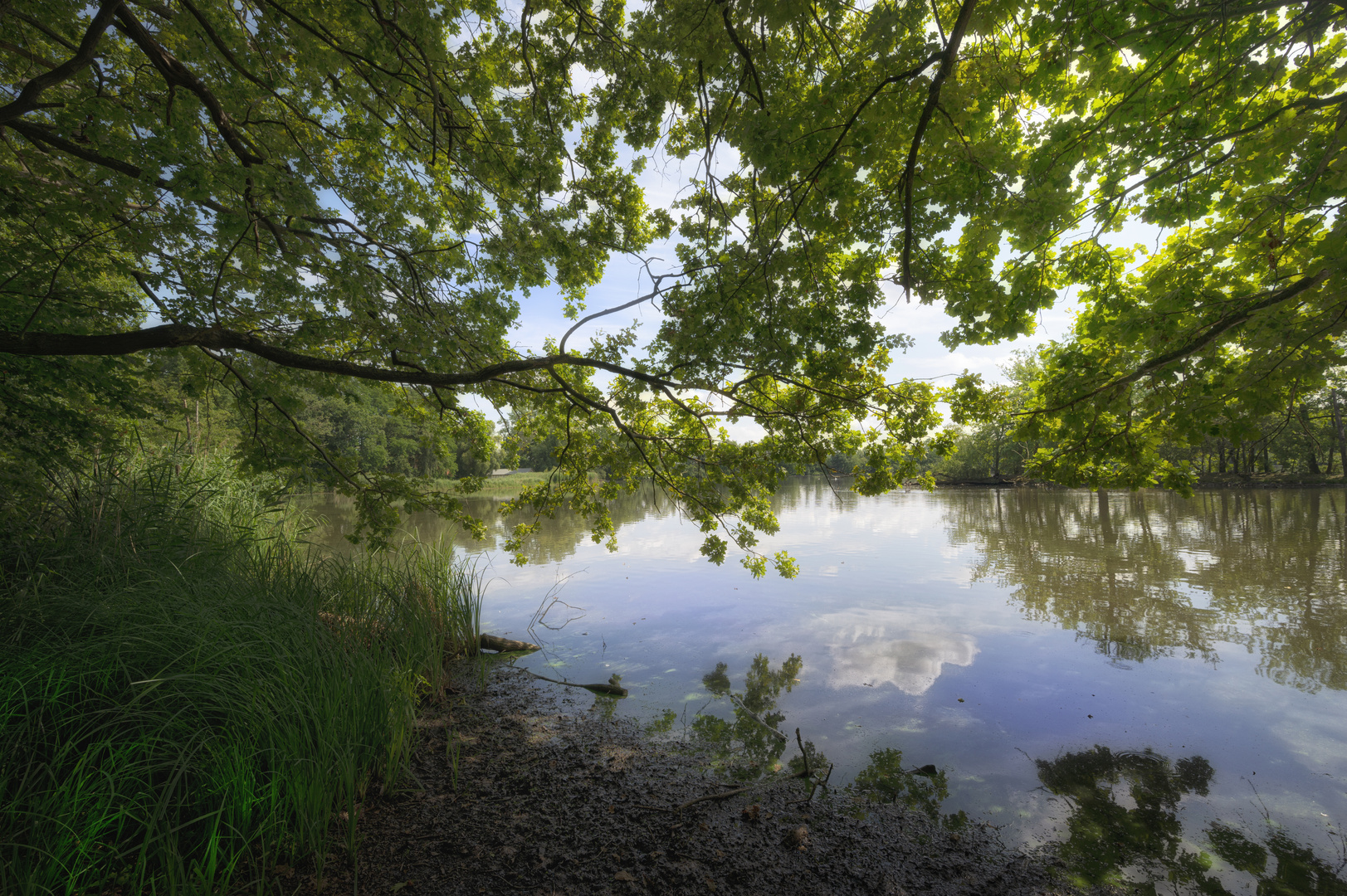 Blick durch das Blätterdach auf den Mittelteich Riddagshausen