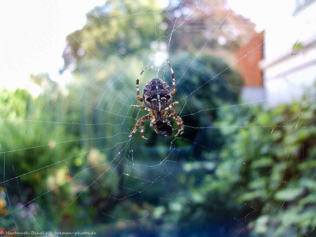 Blick durch das Fenster