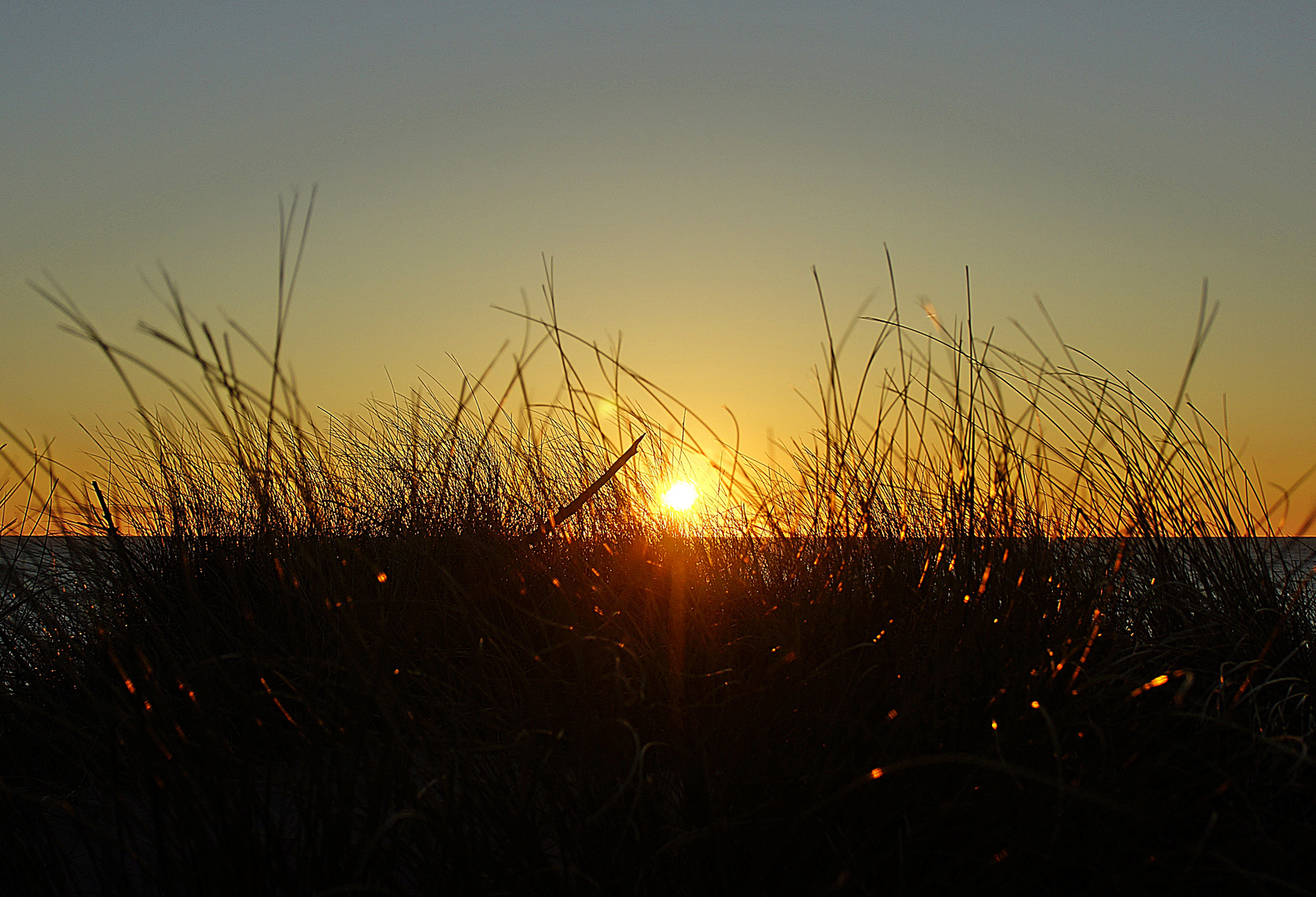 Blick durch das Gras