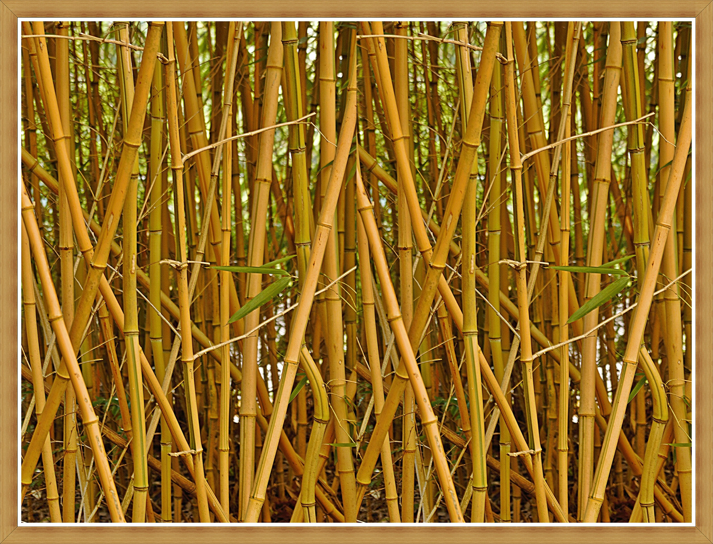 Blick durch den Bambuswald