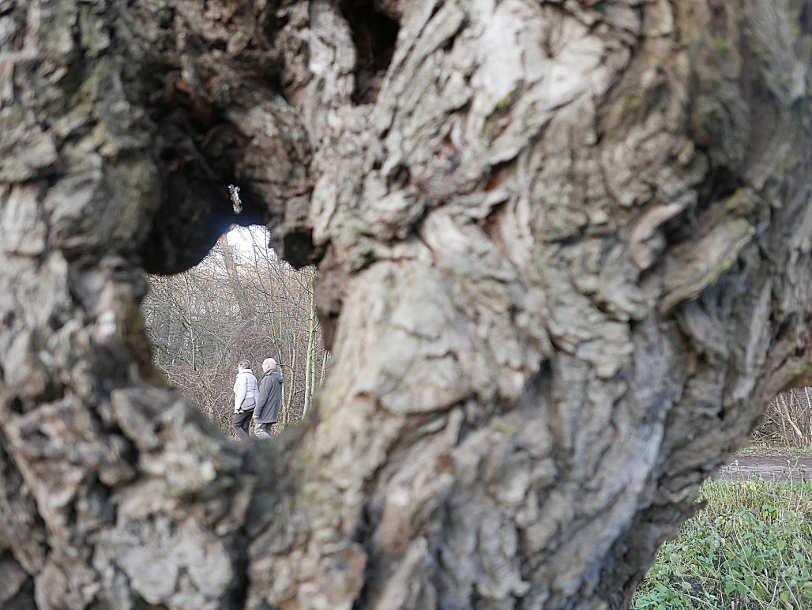 Blick durch den Baum-2