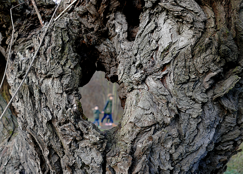 Blick durch den Baum