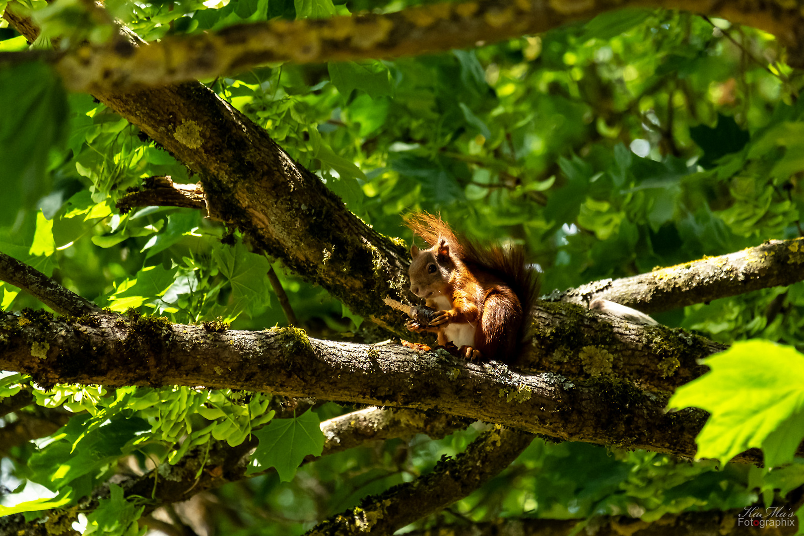 Blick durch den Baum