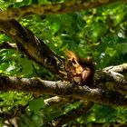 Blick durch den Baum