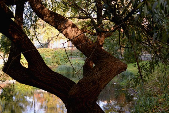 Blick durch den Baum