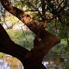 Blick durch den Baum