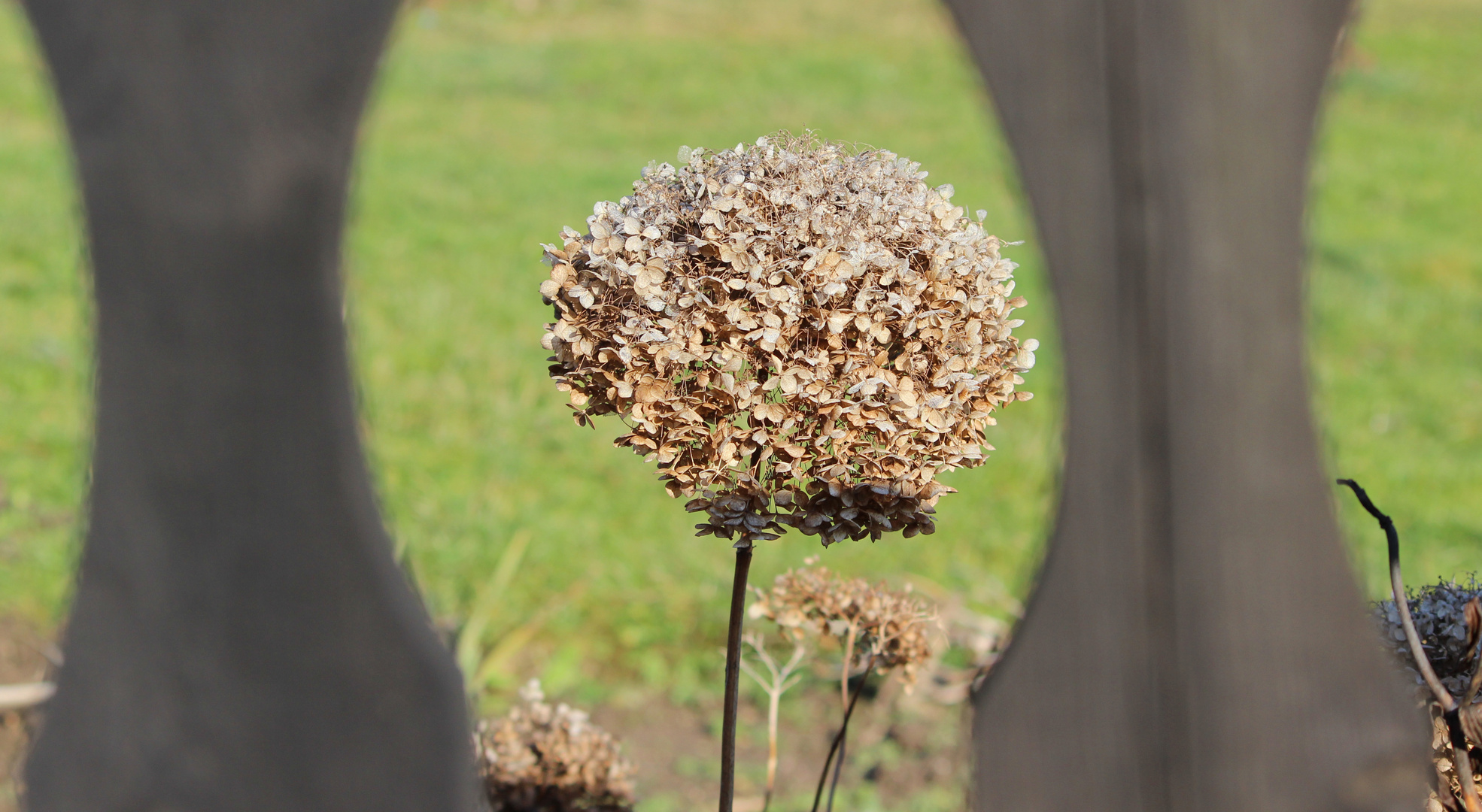 Blick durch den Gartenzaun