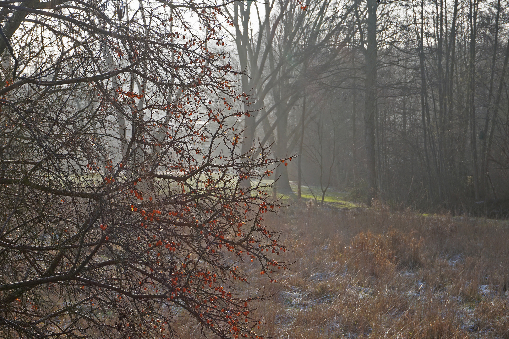 Blick durch den Sanddornstrauch