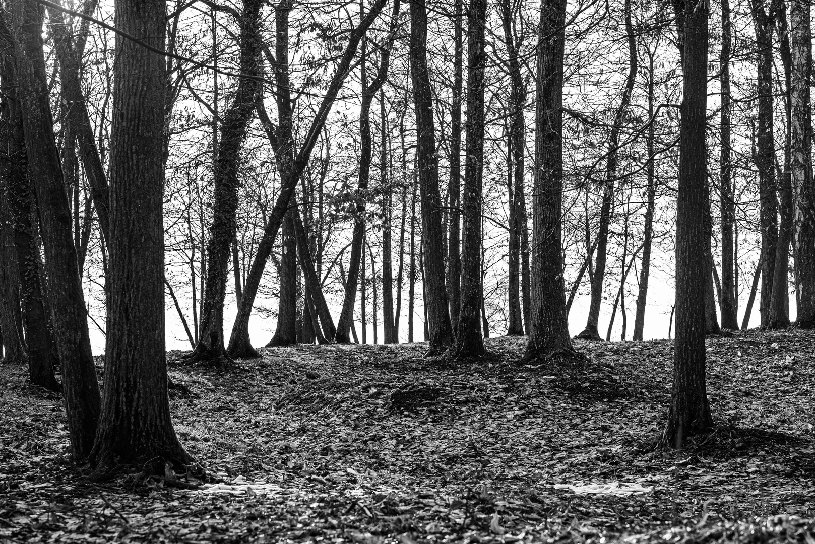 Blick durch den Wald im Winter ohne Schnee