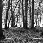 Blick durch den Wald im Winter ohne Schnee