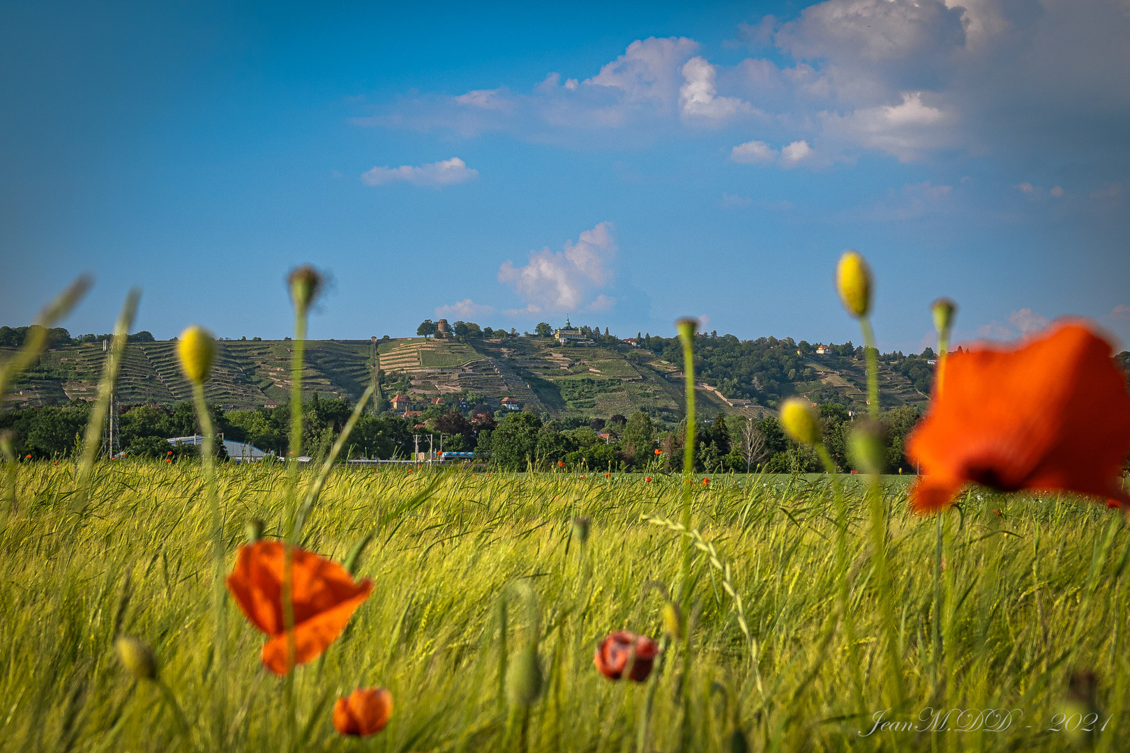 ???? Blick durch den wilden Mohn ???? 