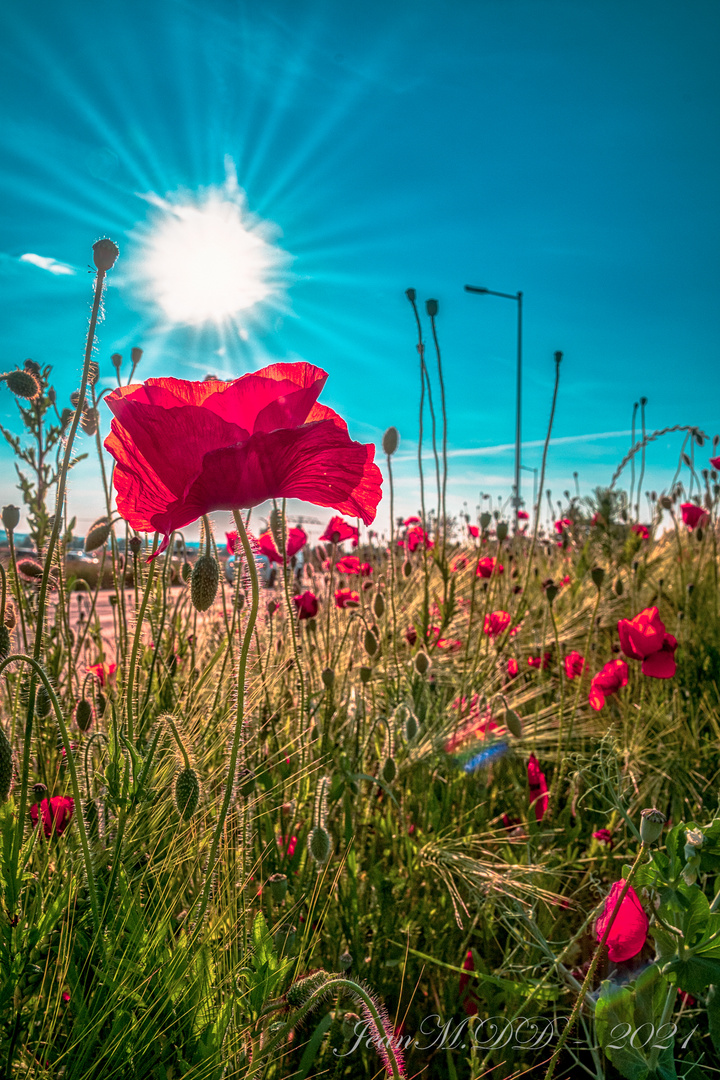 ???? Blick durch den wilden Mohn ???? 