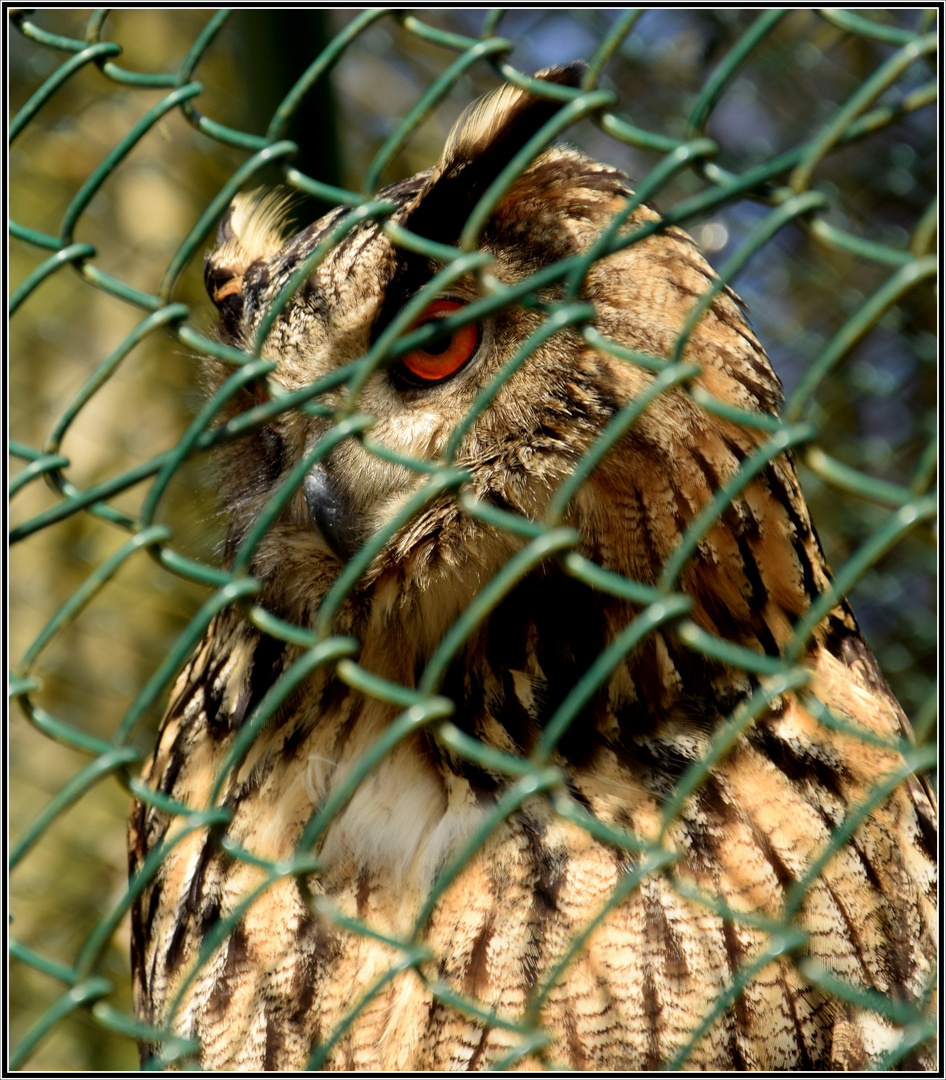 - Blick durch den Zaun -