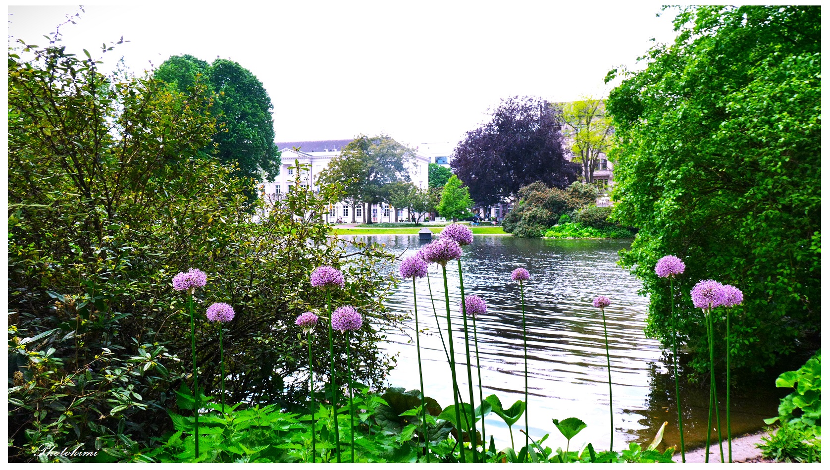 Blick durch die Allium-Blüten 