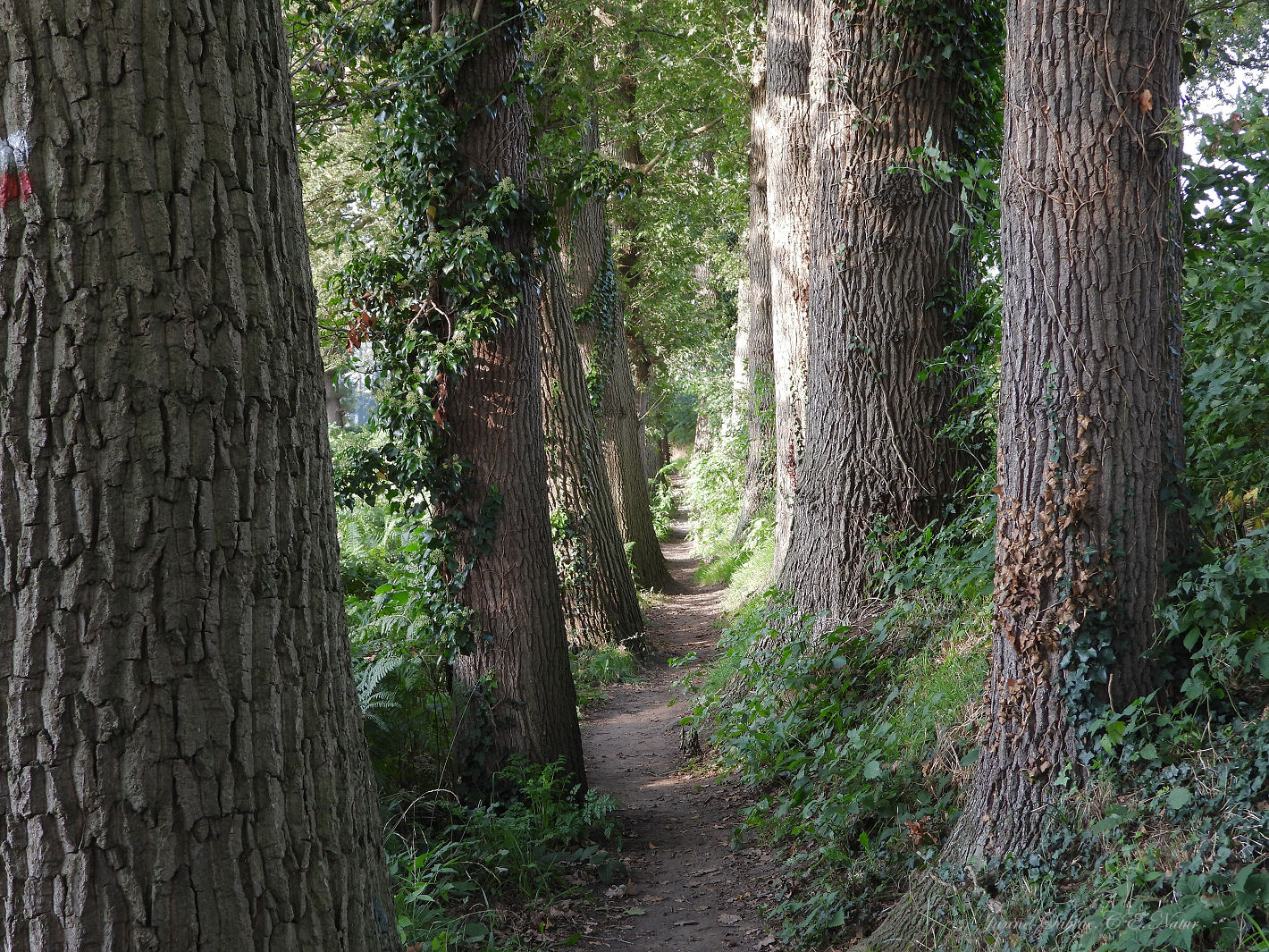 Blick durch die alten Bäume