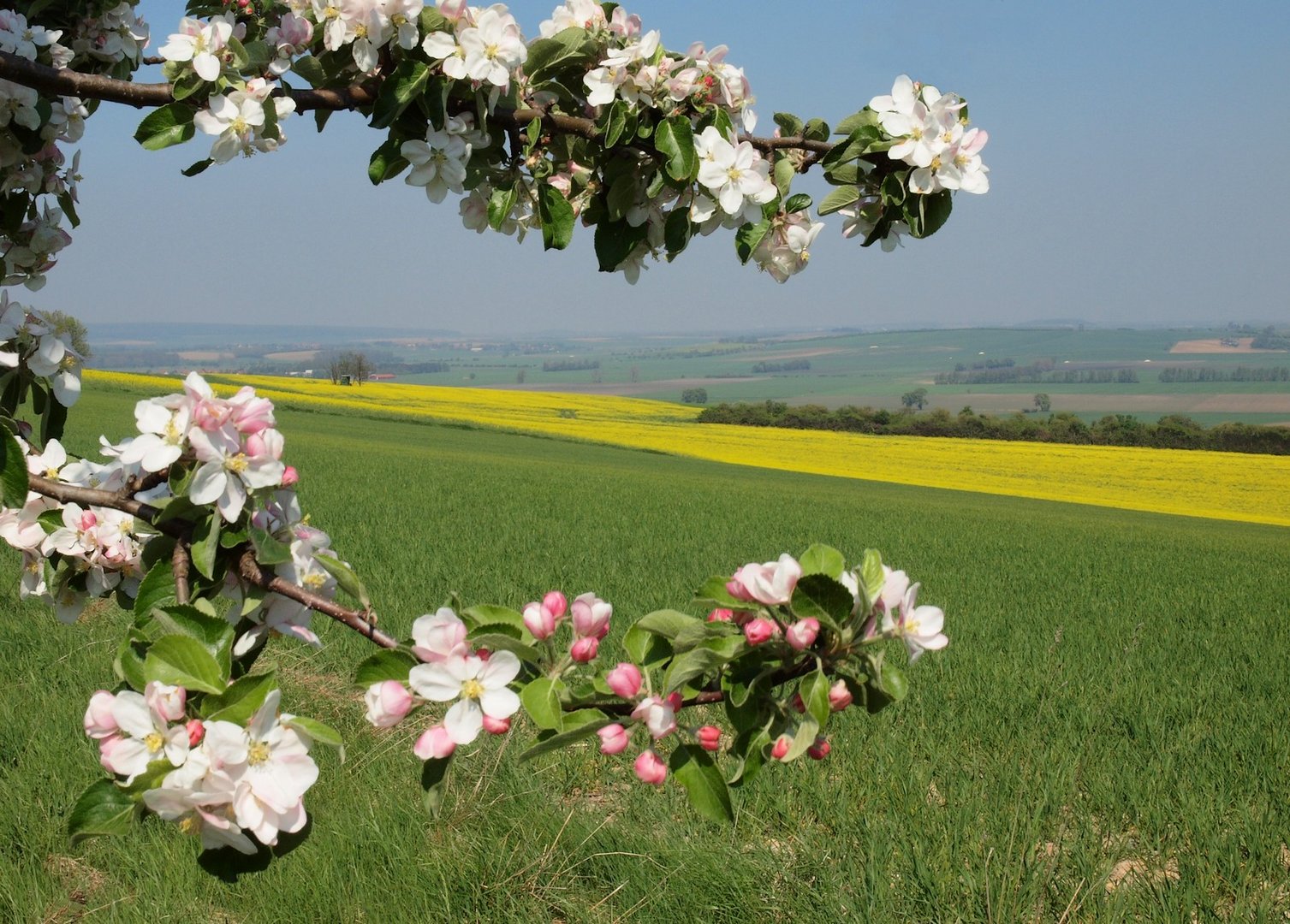 Blick durch die Apfelblüten