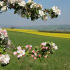 Blick durch die Apfelblüten