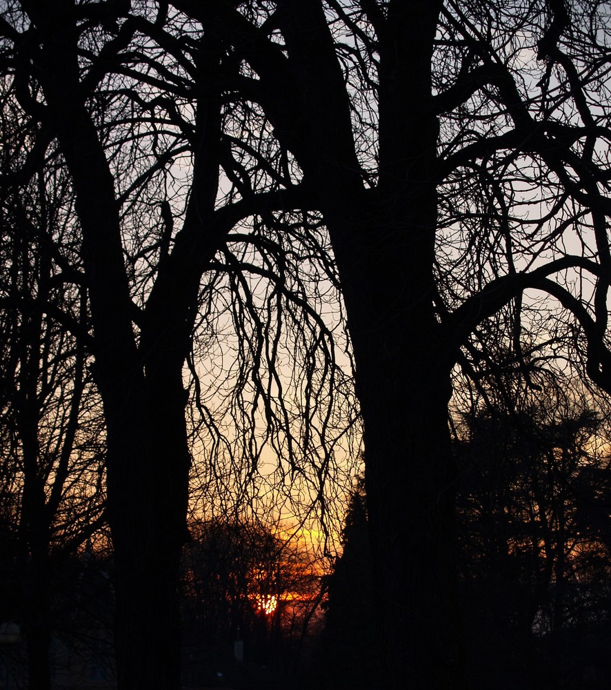 Blick durch die Bäume