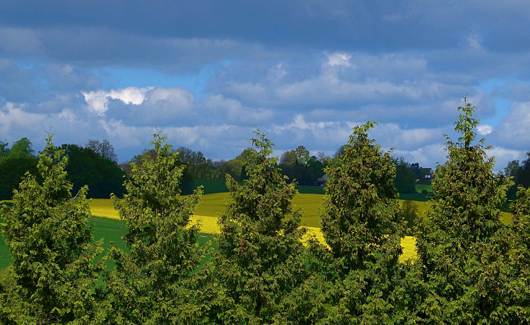 Blick durch die Bäume