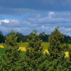 Blick durch die Bäume