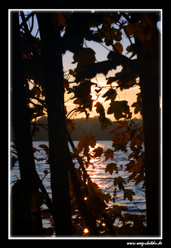 Blick durch die Bäume in den Sonnenaufgang