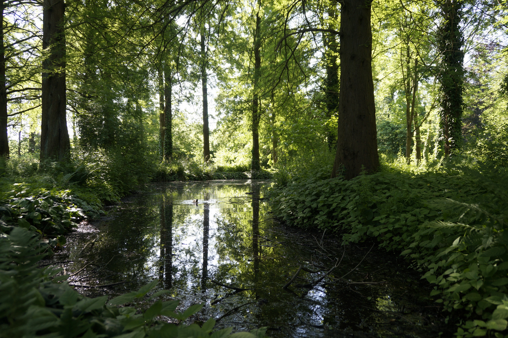 Blick durch die Bäume und Spiegelung 