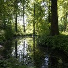 Blick durch die Bäume und Spiegelung 