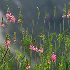 Blick durch die Blümchen - ins Lechtal