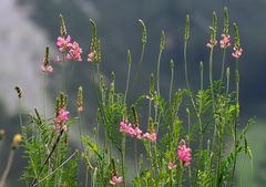 Blick durch die Blümchen - ins Lechtal