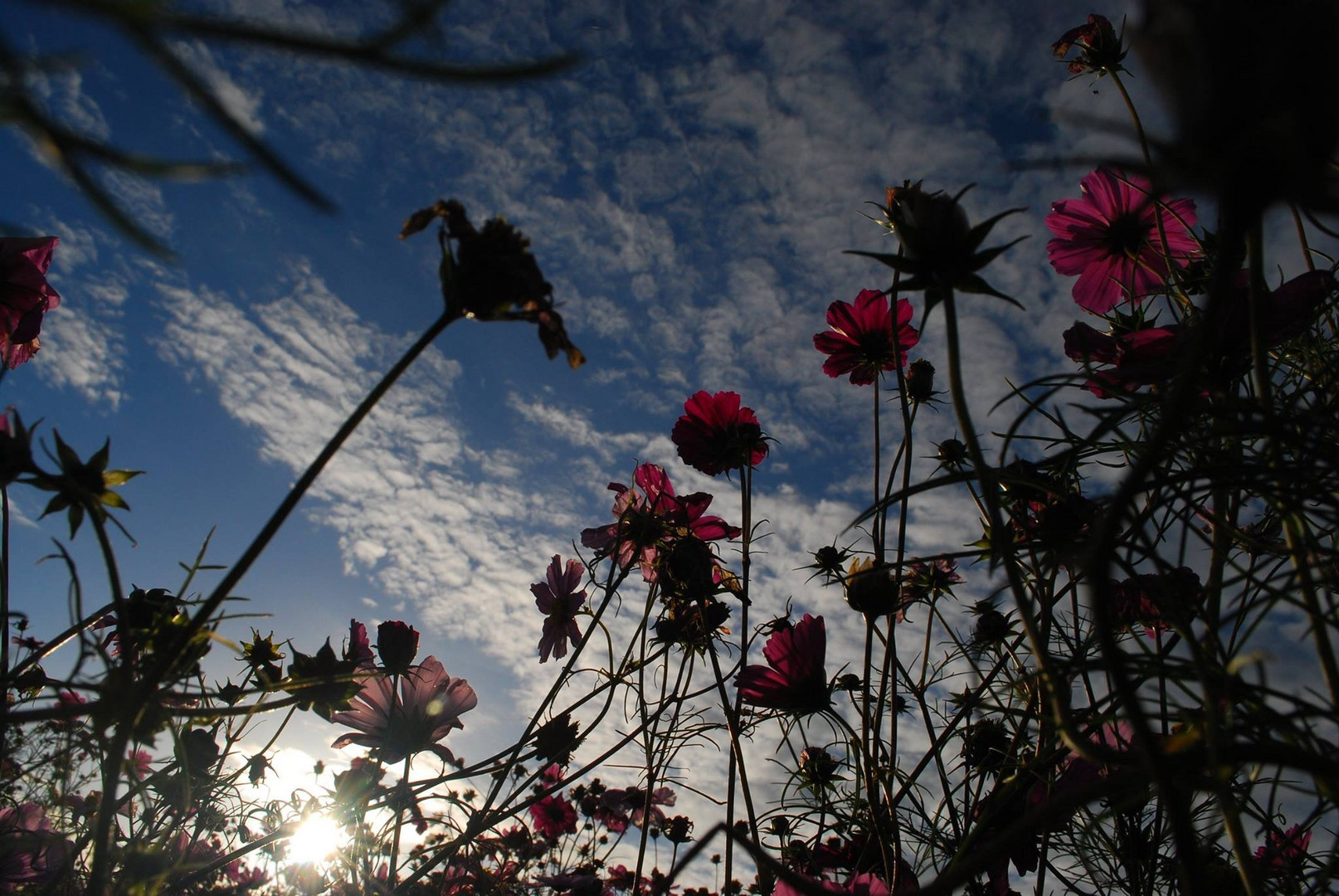 Blick durch die Blumen 