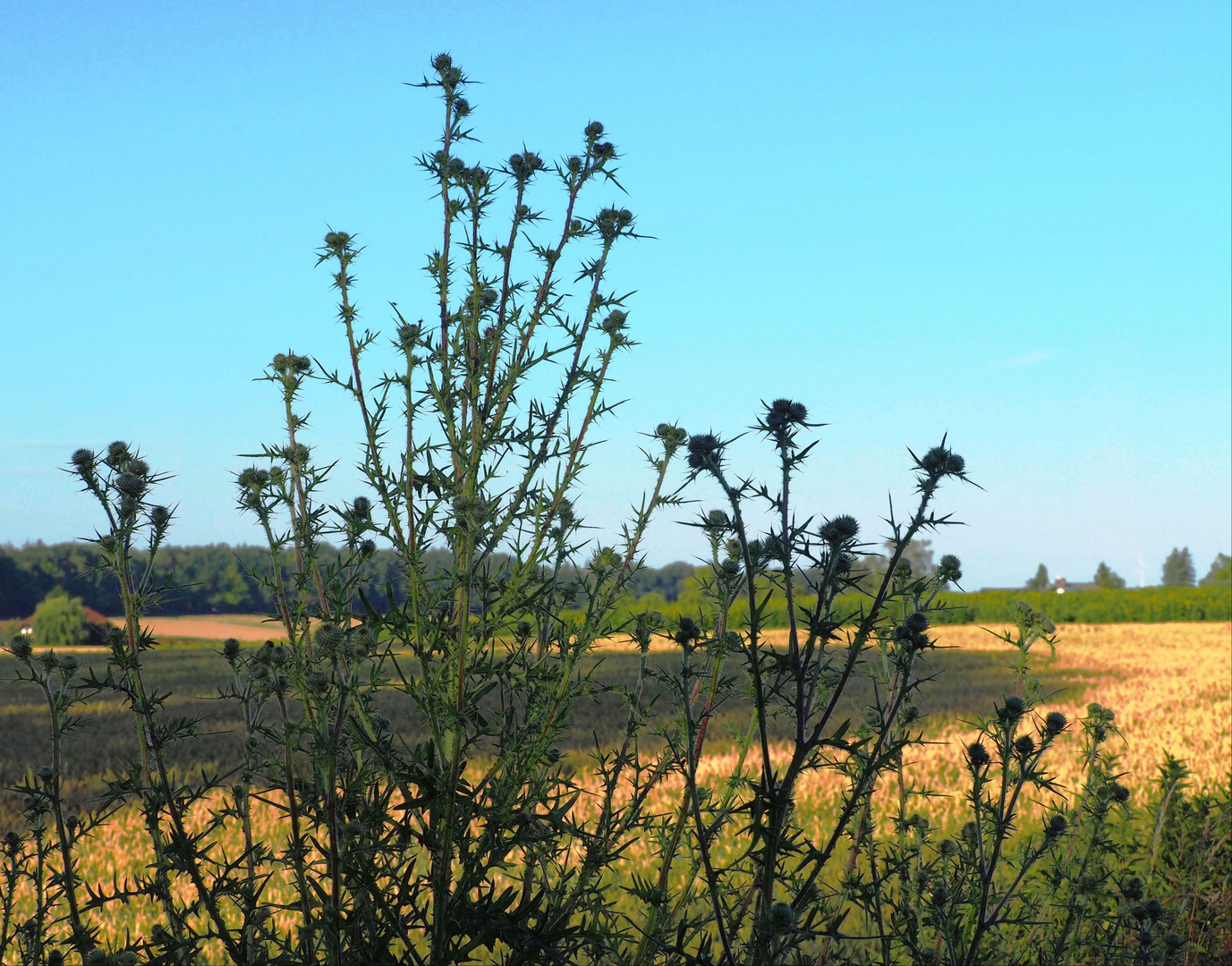 Blick durch die Distel