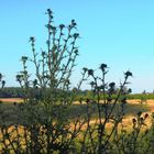 Blick durch die Distel