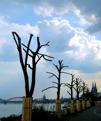 Blick durch die gestutzten Bäume...