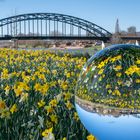  Blick durch die Glaskugel Osterglocken in Rinteln an der Weser