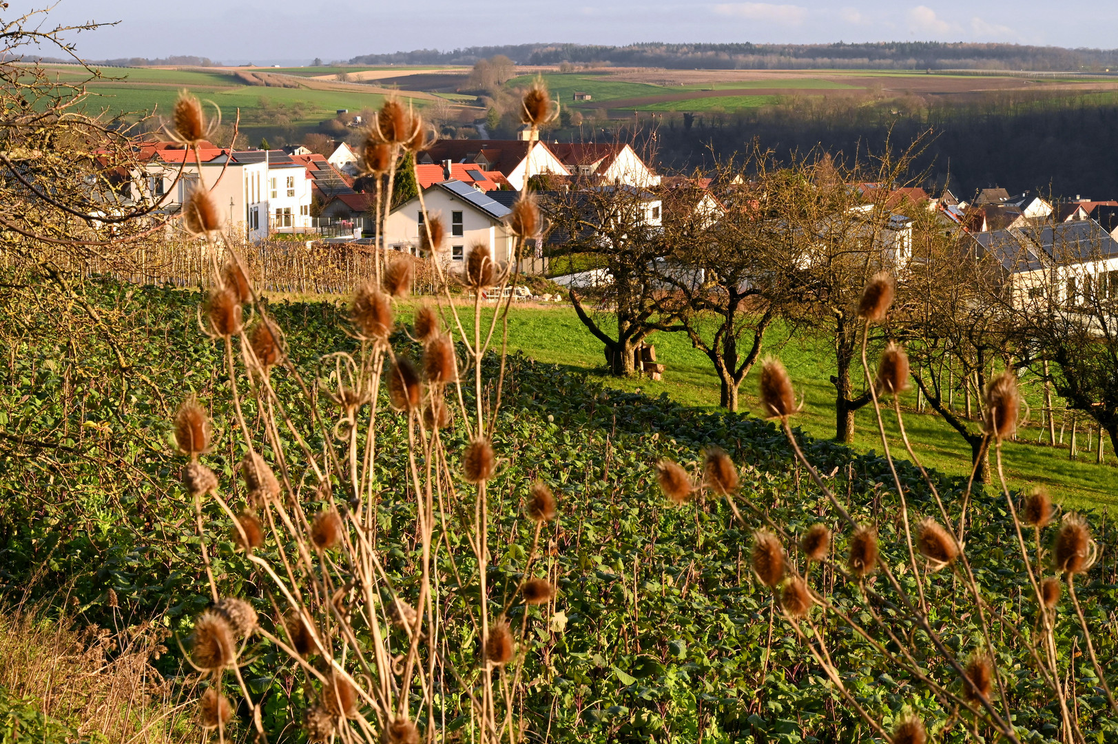 Blick durch die Karden