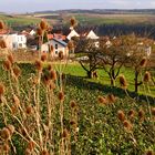 Blick durch die Karden