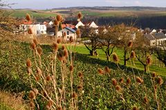 Blick durch die Karden