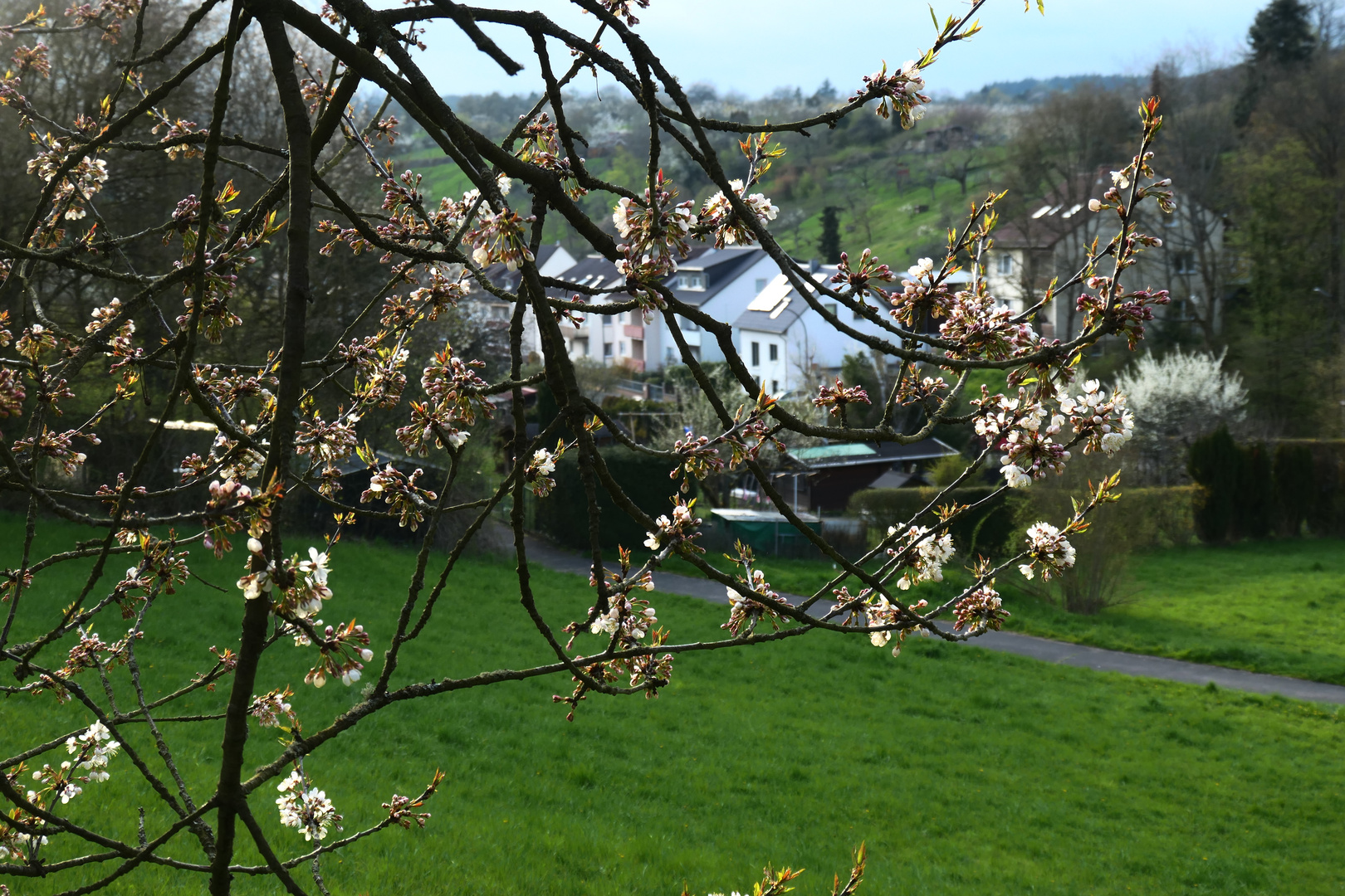 Blick durch die Kirschblüten 