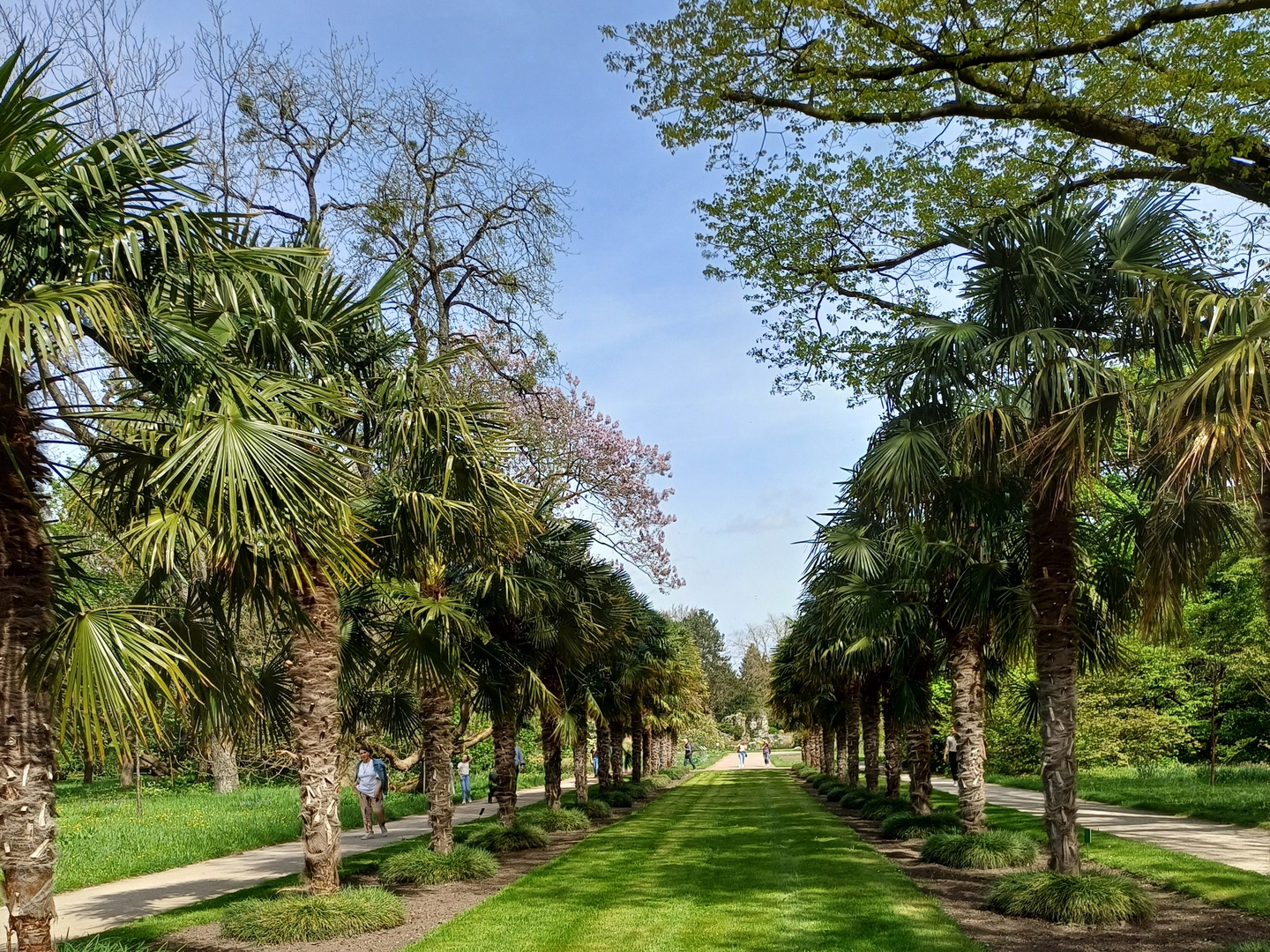 Blick durch die Palmenallee