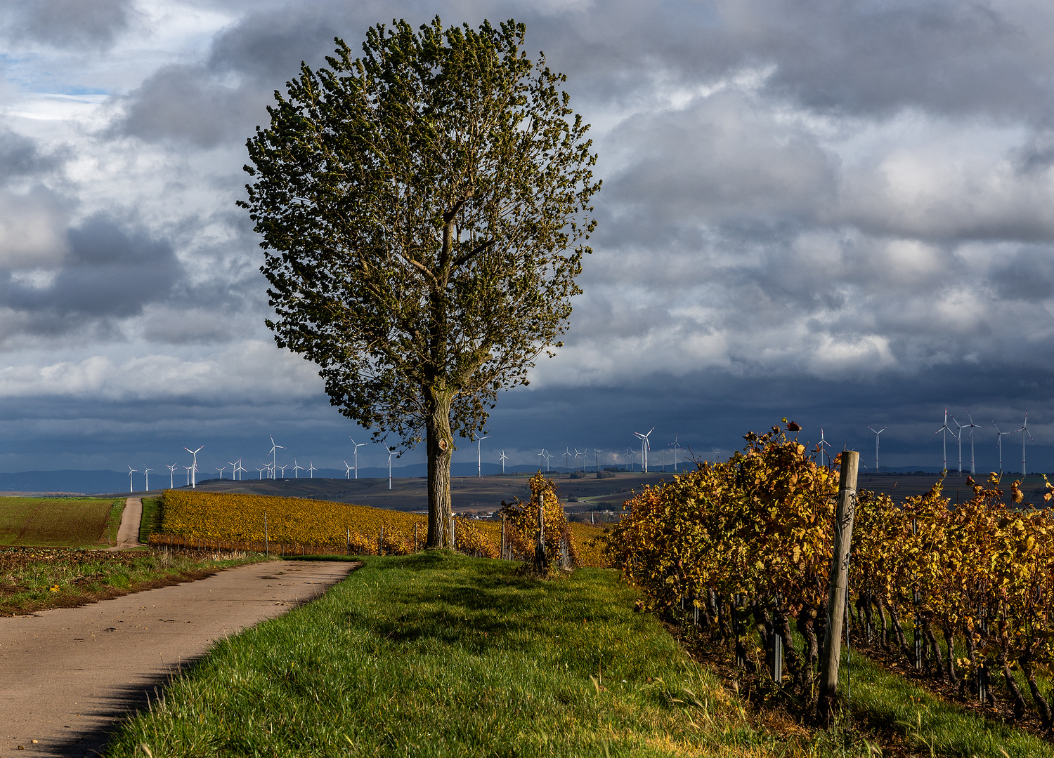 Blick durch die Rebreihen