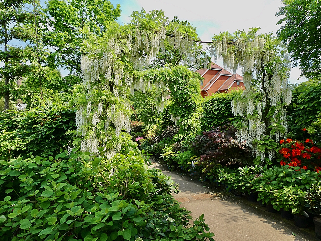 Blick durch die weißen Glyzinien