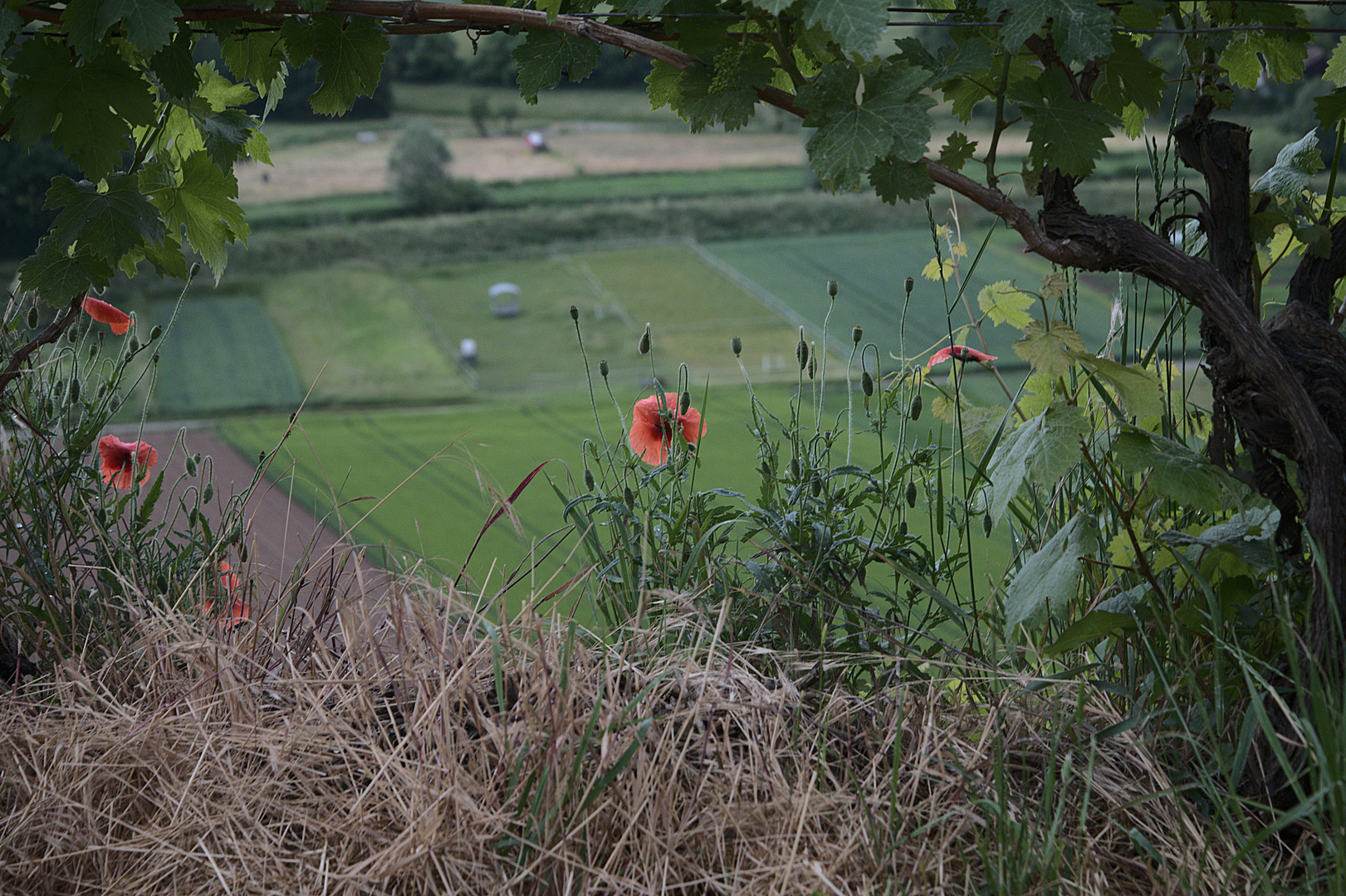 Blick durch eine Weinrebe