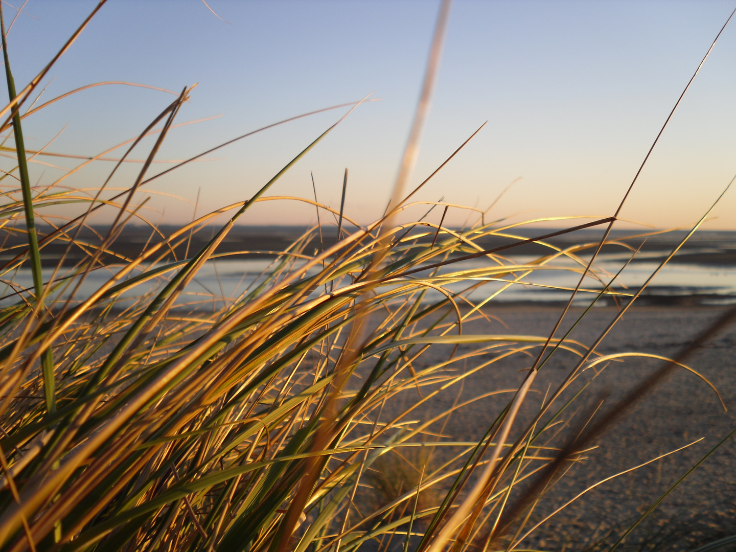 Blick durch Gras auf ein Meer (was nicht da ist)