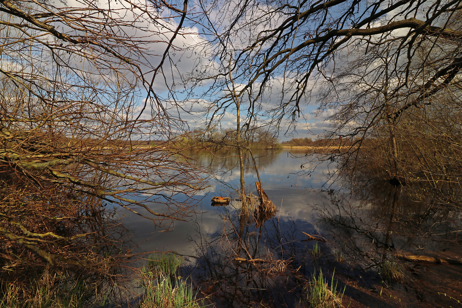 Blick durch kahles Geäst