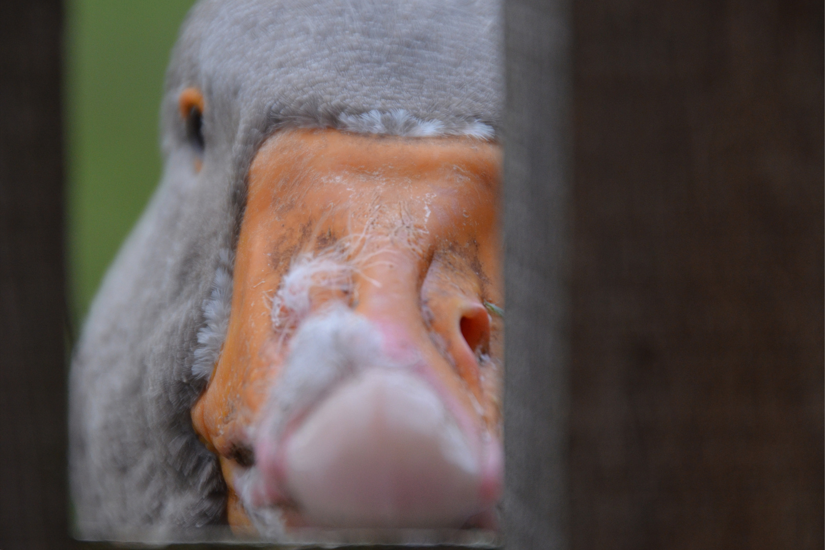 Blick durch Nachbar ´s Gartenzaun