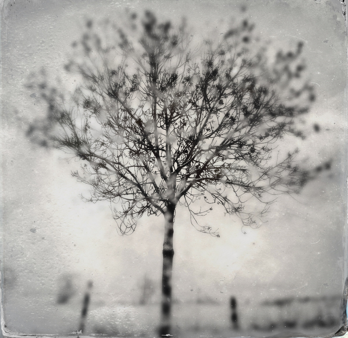 Blick durch verregnete Autoscheibe auf Baum in Schneelandschaft